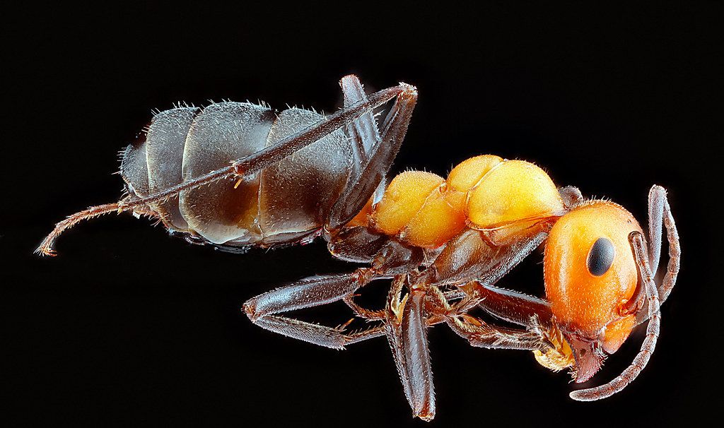 Ant Control service in Everett, MA
