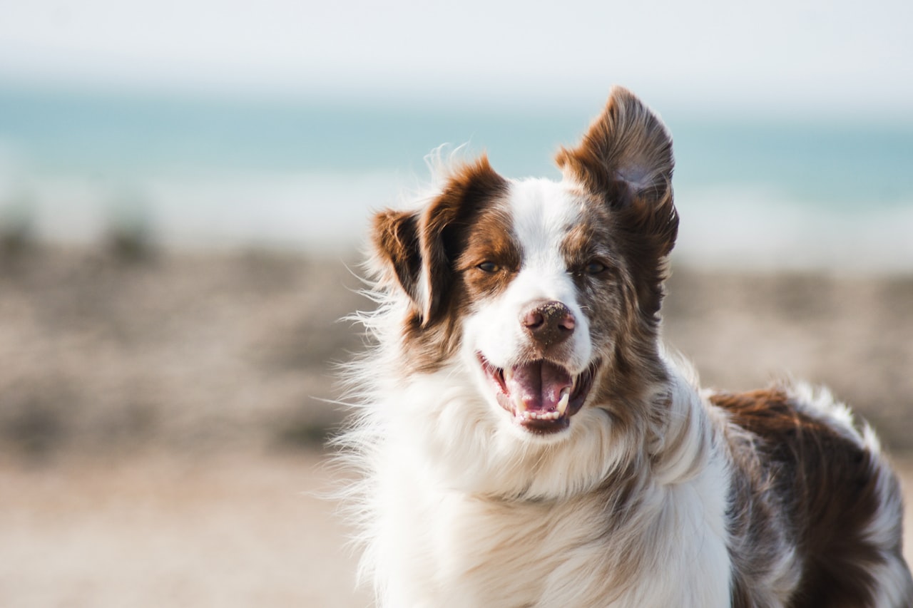 Flea & Tick Control service in Everett, MA