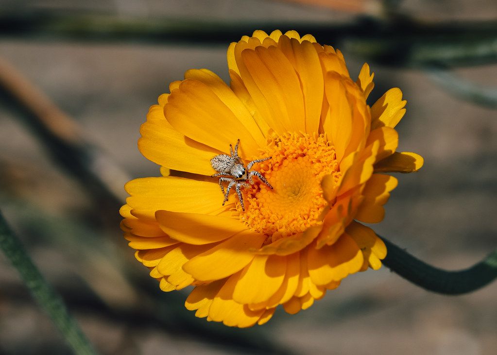 Spider Control service in Everett, MA